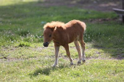 owoc mioci Lucka i Maliny